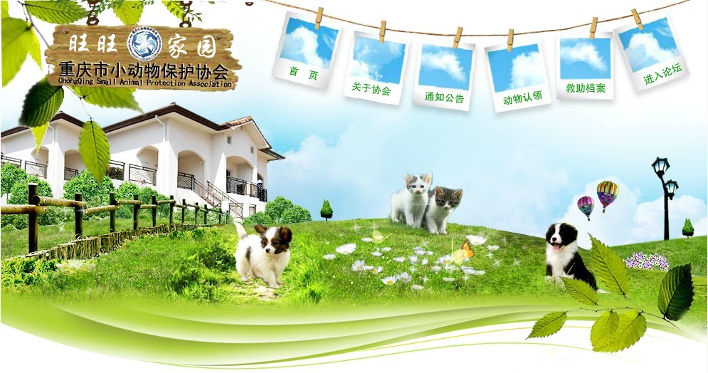 优化重庆网络推广策略：成为当地数字营销的领军者 (重庆网站优化指导)