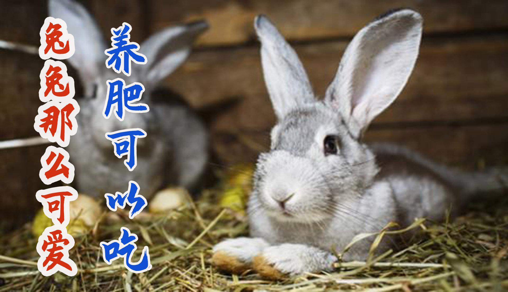 优化兔子健康与幸福的全面指南：兔子优化大师 (优化兔子健康教案)