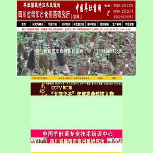 羊肚菌