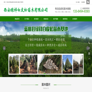西安绿祥白皮松苗圃