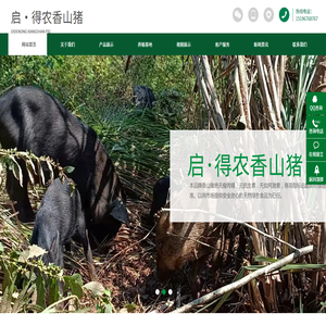 启得农香山猪